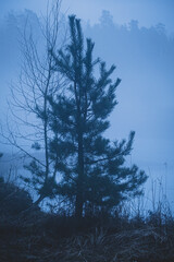 Young small pine tree in a field and fog.