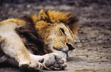 Largest predator cats of the African savannah Lions