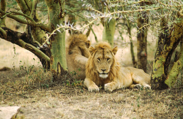 Largest predator cats of the African savannah Lions