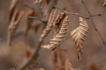 Close up view of hazelnut branches with dry brown leaves