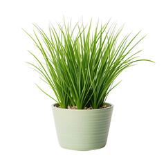 green grass in a pot isolated