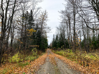 Autumn road with overcast skies, barren trees, and piles of leaves