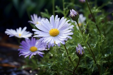 Close-up of white gazania flowers on a gentle natural dark background.
