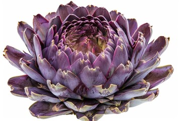 Obraz premium Purple artichoke, isolated on white background