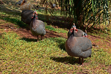 Helmeted guineafowl (Numida meleagris) on public park, Brazil