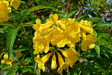 Yellow trumpet flowers (Tecoma stans), Ribeirao Preto, Sao Paulo, Brazil