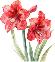 amaryllis , watercolor flowers, watercolor illustration