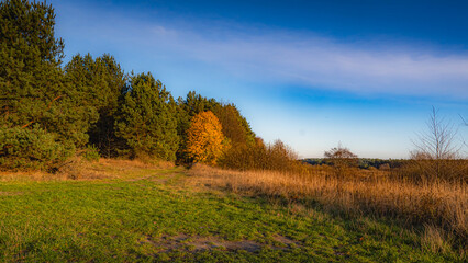 Obraz premium Autumn colors on a sunny day on the edge of a forest in Podlasie.