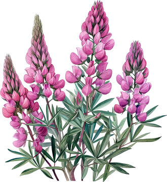sainfoin , watercolor flowers, watercolor illustration