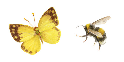 Watercolor illustration of yellow butterfly and fluffy, striped bumblebee. Insects on a white background. Drawing for postcards, stickers, scrapbooking, posters, prints.