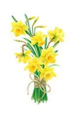 Watercolor illustration of yellow daffodils in botanical style. Bouquet of spring flowers.