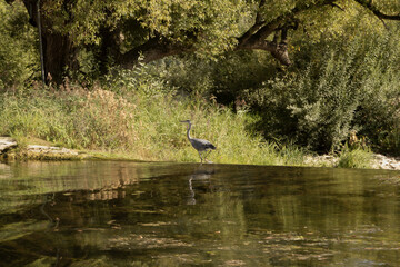 Héron en bord de rivière	