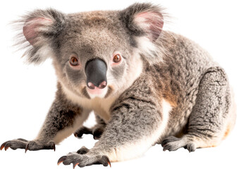 Naklejka premium Koala Sitting on Ground, Looking at Camera