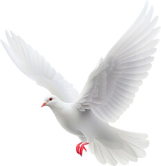 Graceful White Dove Soaring With Full Wings Spread