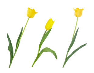 Yellow tulips on  white isolated background. Design element. International Women's, Mother's Day, March 8, Birthday, Easter. Terry flower. Copy space