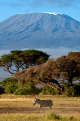 Grant's zebra, Equus quagga boehmi in Amboseli national park