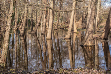 Trees in water at public park in the end of winter in Latvia