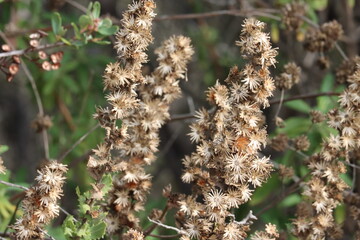 Saw Tooth Gum Goldenbush, Hazardia Squarrosa Variety Grindelioides, a native monoclinous shrub displaying persistent post dispersal infructescence remnants during Winter in the Santa Monica Mountains.