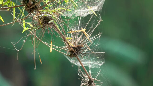 a spider web on a bamboo tree 10bit 4k 60fps