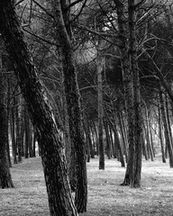Dense forest with trees in black and white