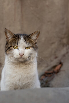 White and brown homeless street cat sits on asphalt and looks at camera. Front view. Vertical photo with copy space for text. Blurred background. City photo. Concept of pet care, domestic animal. Day