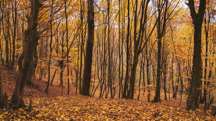 Picturesque autumn landscape far in the wilderness. Vast multicolored forest in sunny weather