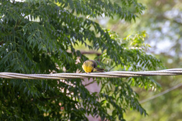 Pájaro en el cableado