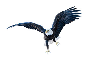 Bald eagle (Hakiaeetus leucocephalus) High Resolution Photo on a Transparent PNG Background - 746741707