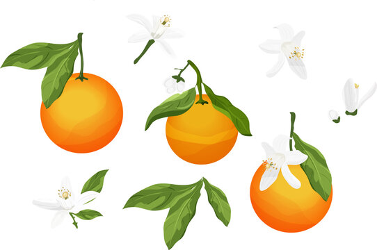 Elements of Neroli. Flowers, buds, fruit and leaves of orange blossom. Vector drawing.