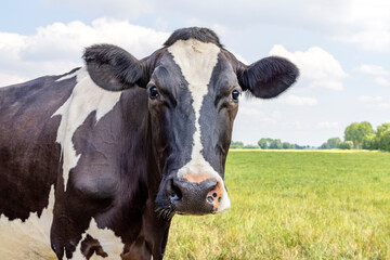Mature cow face, black and white looking at cmera, curiosity, pink nose, in front of  a green field and a blue sky