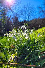 Obraz premium Beautiful first spring flowers, white snowdrops in sunlight