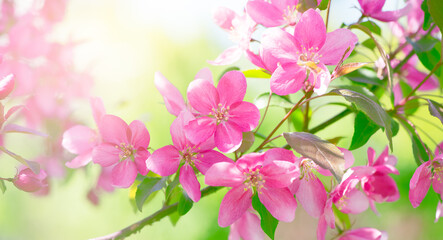 Naklejka na ściany i meble Apple tree blossom, flowers with elegant petals blooming in spring fabulous green garden, mysterious fairy tale springtime floral sunny background with cherry bloom, beautiful nature landscape.