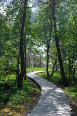 Moor landscape with wooden path