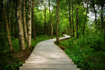 Obraz premium Moor landscape with wooden path