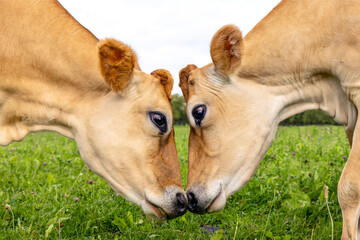 Jersey cows, two heads, love and playful, cuddling, fighting or mating