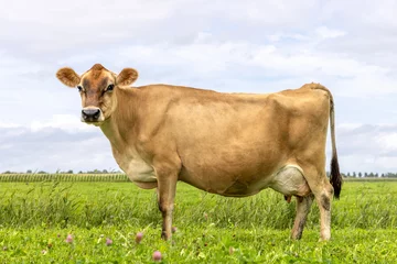 Fototapeten Kuh Jersey cow side view, in a green pasture, Jersey cattle, black nose brown coat, large udder  © Clara