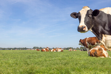 Happy cow in front of landscape, green grass in field and blue sky