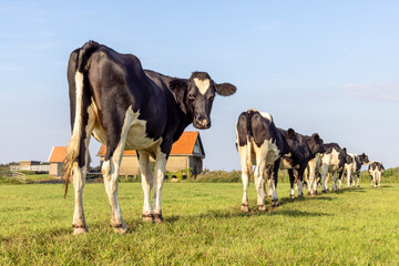 Heifer cows on row walking, seen from behind, looking backwards