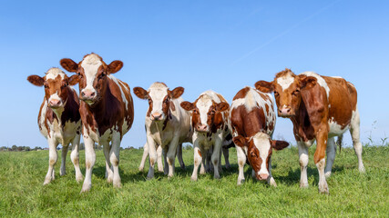 Group cows in a field, red and white, happy and curious, a blue sky