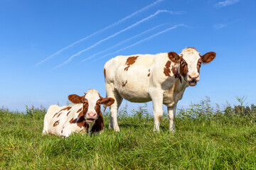 Two cows in a field a blue sky, moo cow, lying down and standing in green grass