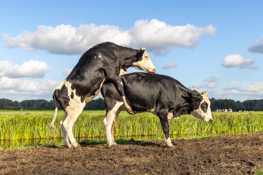 Cow climbs on rutting cow, piggyback, black and white, side view