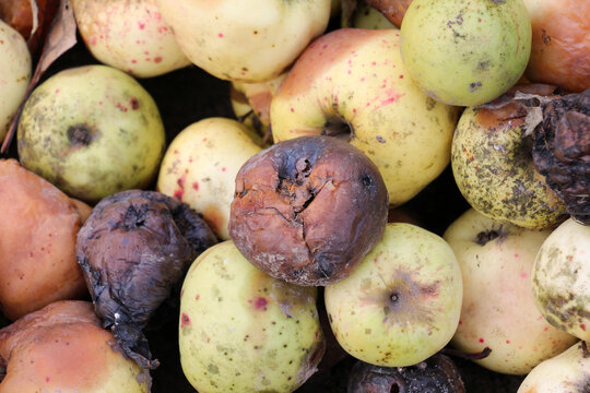 Fruit rot of apples damaged by moniliosis (Monilinia)