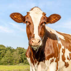 Cow portrait, a cute young red one with white blaze friendly expression, adorable