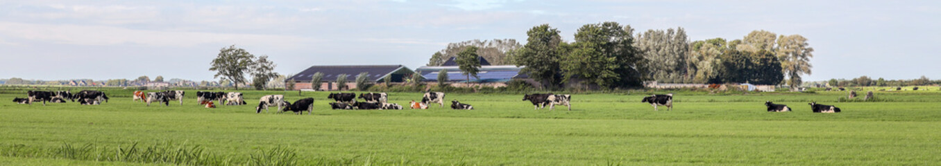 Herd cows grazing in the pasture, in landscape of flat land panoramic wide view