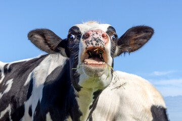 Moo cow gums and tongue, moo screaming black and white, blue sky