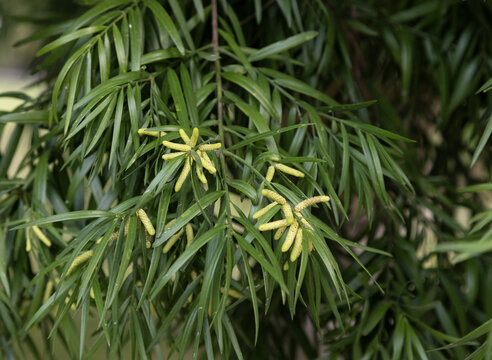 Podocarpus macrophyllus is native to Japan and  China. Common names in English include yew plum pine, Buddhist pine, fern pine and Japanese yew