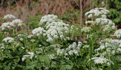 Aegopodium podagraria grows as a weed in nature