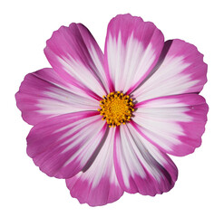 Fleur de cosmos  © hcast