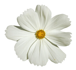 Fleur de cosmos  © hcast