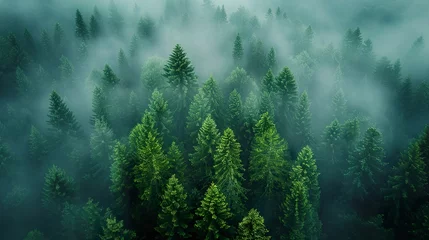 Foto auf Leinwand A swedish dreamy spruce forest, morning light, fog. Ai generative © Ewa
